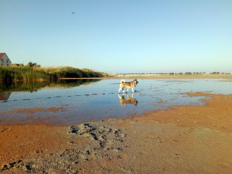 Amerikaner Akita auf der Seereflexion im Wasser stockfoto Amerikaner Akita auf der Seereflexion im Wasser stockfoto