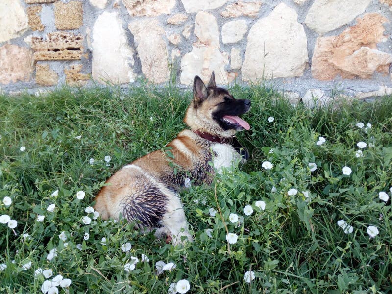 Amerikaner Akita liegt unter den weißen Blumen lizenzfreie stockfotos Amerikaner Akita liegt unter den weißen Blumen lizenzfreie stockfotos
