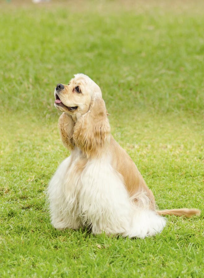 Amerikaner Cocker spaniel lizenzfreie stockfotos Amerikaner Cocker spaniel lizenzfreie stockfotos