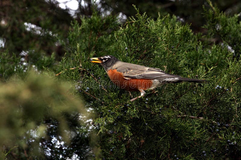 An American robin perched in cedar tree with a berry in it`s beak. This bird is part of a flock that passes through SW Arkansas during February and feasts on juniper berries. An American robin perched in cedar tree with a berry in it`s beak. This bird is part of a flock that passes through SW Arkansas during February and feasts on juniper berries.