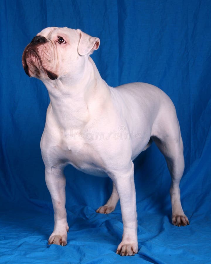 Amerikanische Bulldogge stockfoto Amerikanische Bulldogge stockfoto