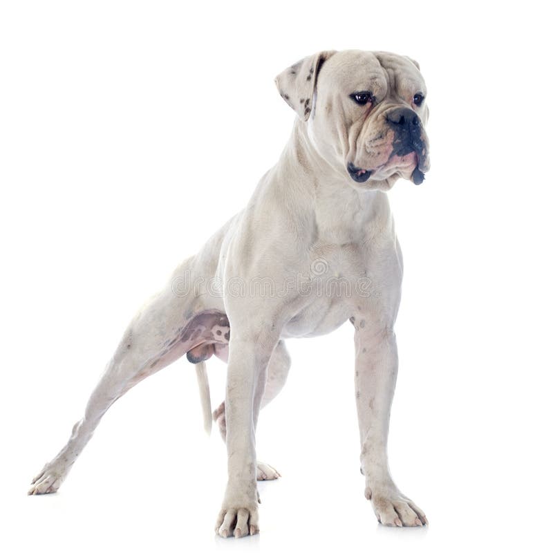 Amerikanische Bulldogge stockfoto. Bild von hunde, groß 35291048