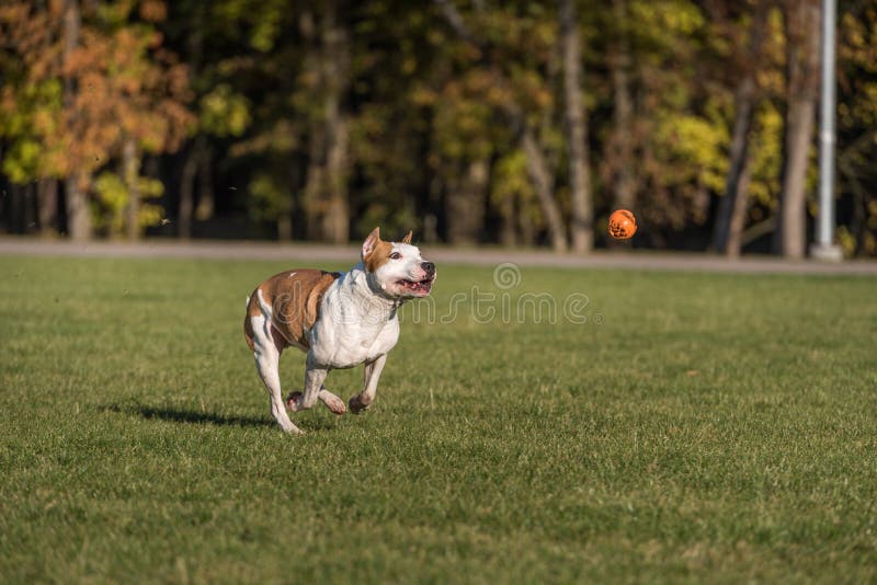 Amerikanische Bulldogge läuft auf dem Gras Versuchen Sie, einen Ball zu fangen lizenzfreie stockfotografie Amerikanische Bulldogge läuft auf dem Gras Versuchen Sie, einen Ball zu fangen lizenzfreie stockfotografie