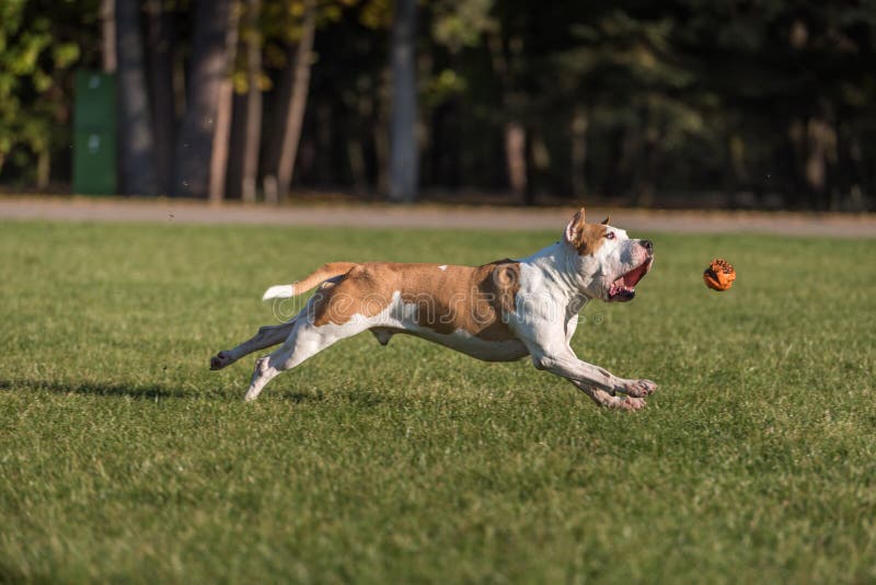 Amerikanische Bulldogge läuft auf dem Gras Versuchen Sie, einen Ball zu fangen stockfotos Amerikanische Bulldogge läuft auf dem Gras Versuchen Sie, einen Ball zu fangen stockfotos