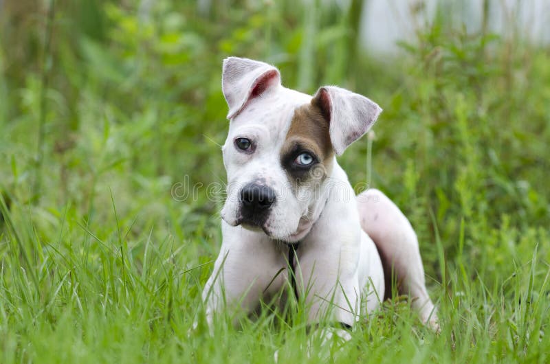 Amerikanische Bulldogge mischte Zuchtwelpen mit blauem Auge lizenzfreies stockfoto Amerikanische Bulldogge mischte Zuchtwelpen mit blauem Auge lizenzfreies stockfoto