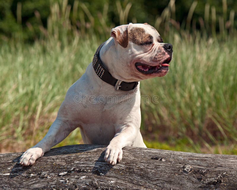 Amerikanische Bulldogge passt auf lizenzfreies stockfoto Amerikanische Bulldogge passt auf lizenzfreies stockfoto