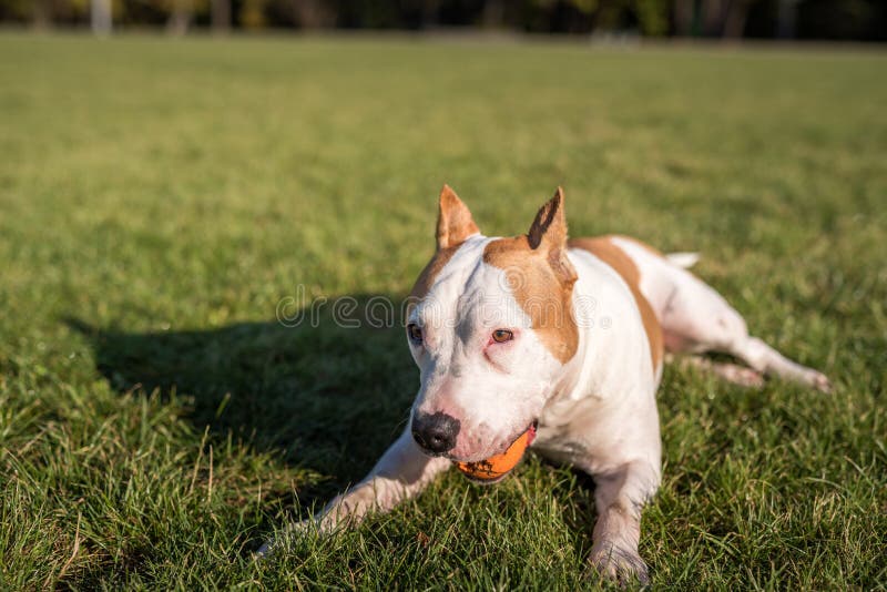 Amerikanische Bulldogge spielt aus den Grund stockbild Amerikanische Bulldogge spielt aus den Grund stockbild