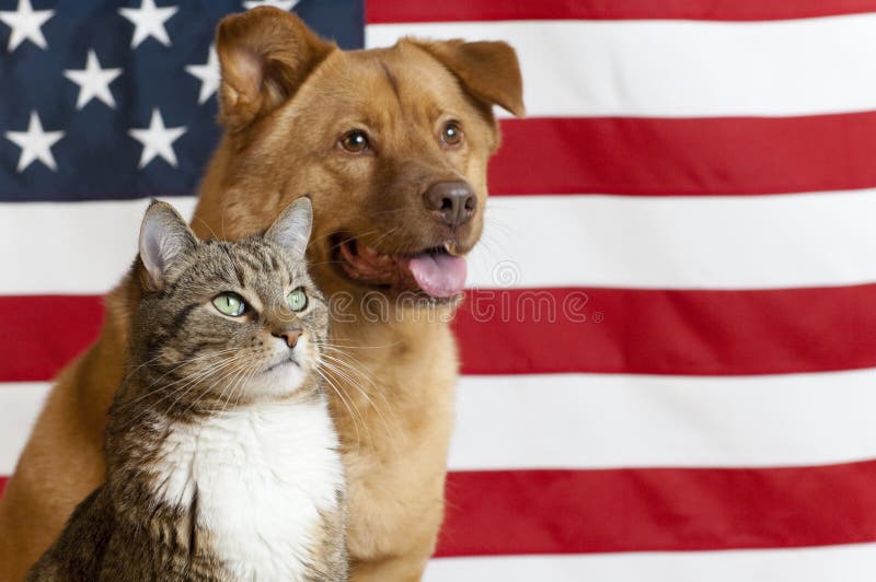 Amerikanische Katze und Hund stockbilder Amerikanische Katze und Hund stockbilder