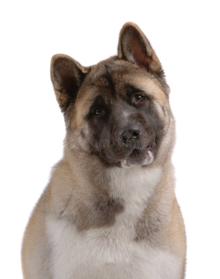 Amerikanischer Akita lizenzfreies stockbild Amerikanischer Akita lizenzfreies stockbild