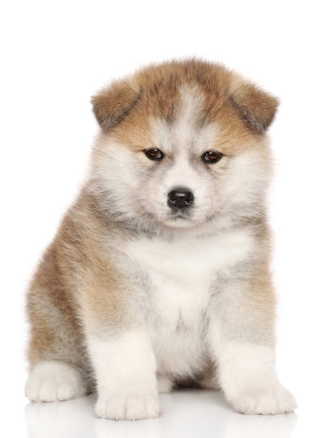Amerikanischer Akita Inu Welpe Stockfoto Bild von innen, jung 23972158
