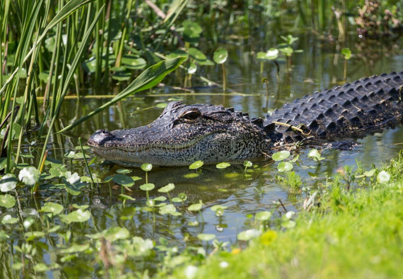 Amerikanischer Alligator in Florida-Sumpfgebiet