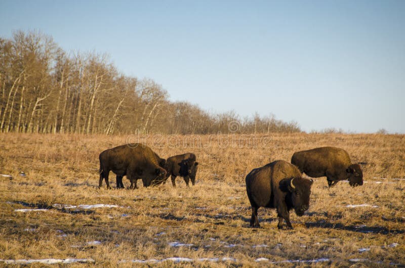 Amerikanischer Bison stockbilder Amerikanischer Bison stockbilder