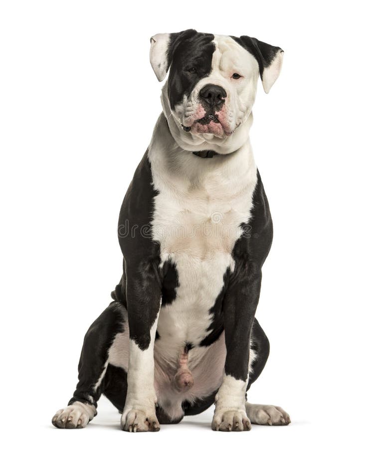 Amerikanische Bulldogge Stockbild Bild Von Englisch Johnson 4831575
