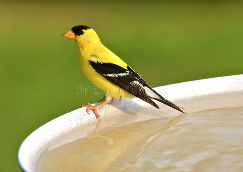 Amerikanischer Goldfinch lizenzfreie stockbilder Amerikanischer Goldfinch lizenzfreie stockbilder
