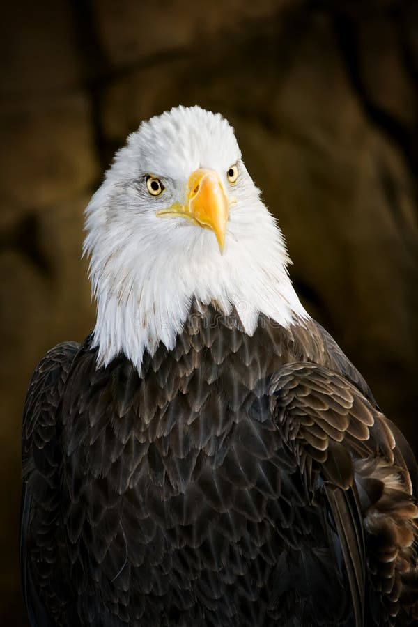 Close up of an american bald eagle. Close up of an american bald eagle