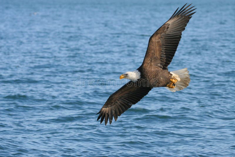 American Bald Eagle soaring over water. American Bald Eagle soaring over water