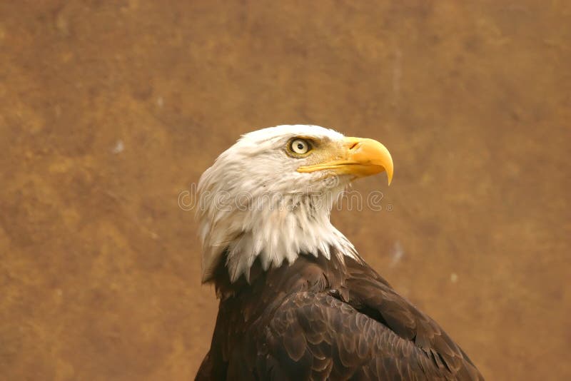 Amerikanischer kahler Adler stockfotografie Amerikanischer kahler Adler stockfotografie