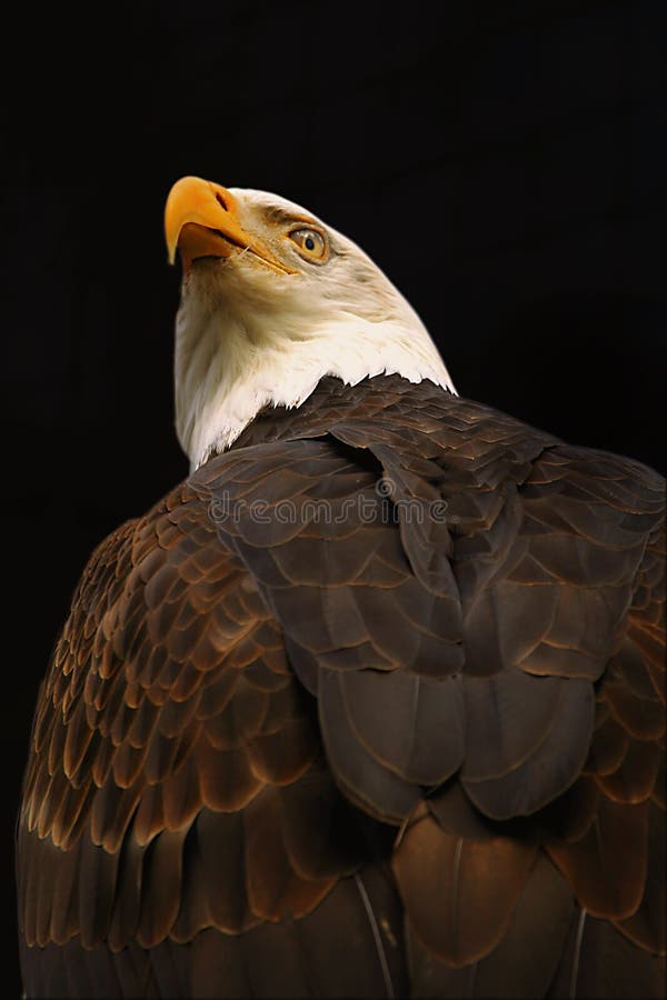 closeup portrait of an American bald eagle, taken from below against a dark background. closeup portrait of an American bald eagle, taken from below against a dark background