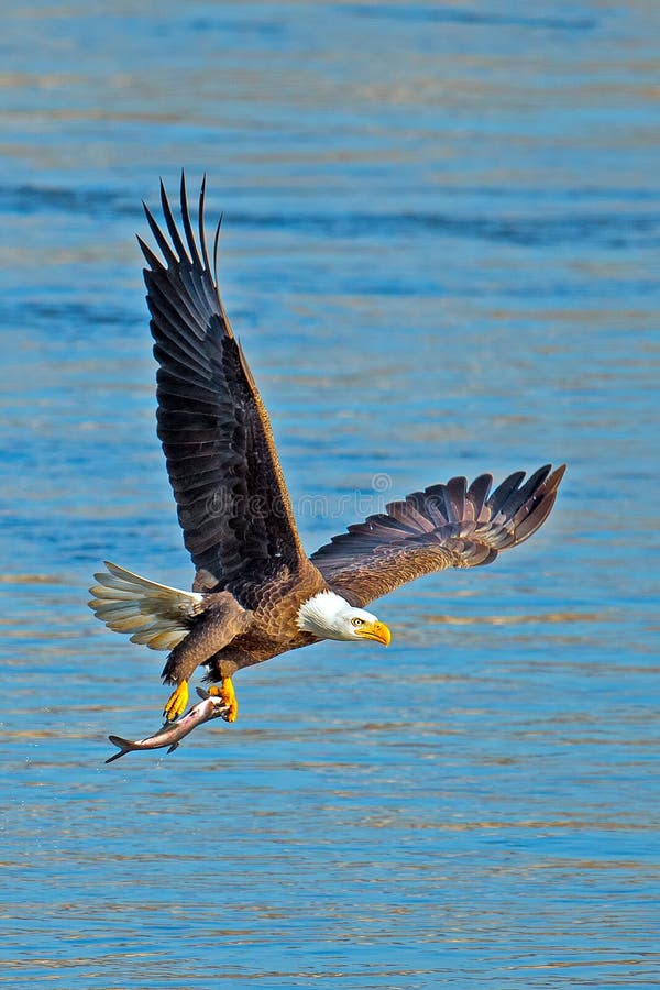 American Bald Eagle in flight carrying large fish. American Bald Eagle in flight carrying large fish.