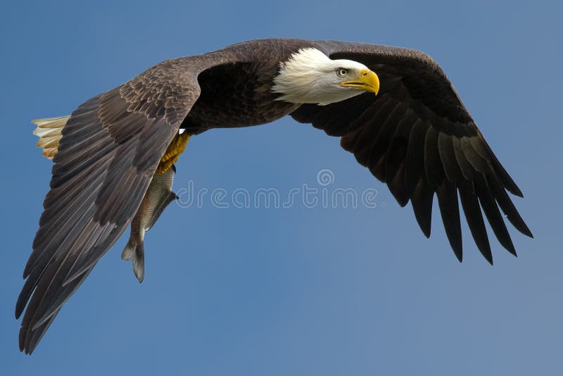 American Bald Bald Eagle flying against blue sky with fish. American Bald Bald Eagle flying against blue sky with fish.