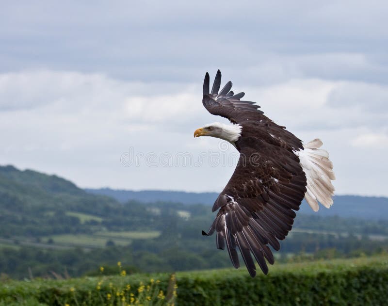 Amerikanischer kahler Adler im Flug lizenzfreie stockfotos Amerikanischer kahler Adler im Flug lizenzfreie stockfotos