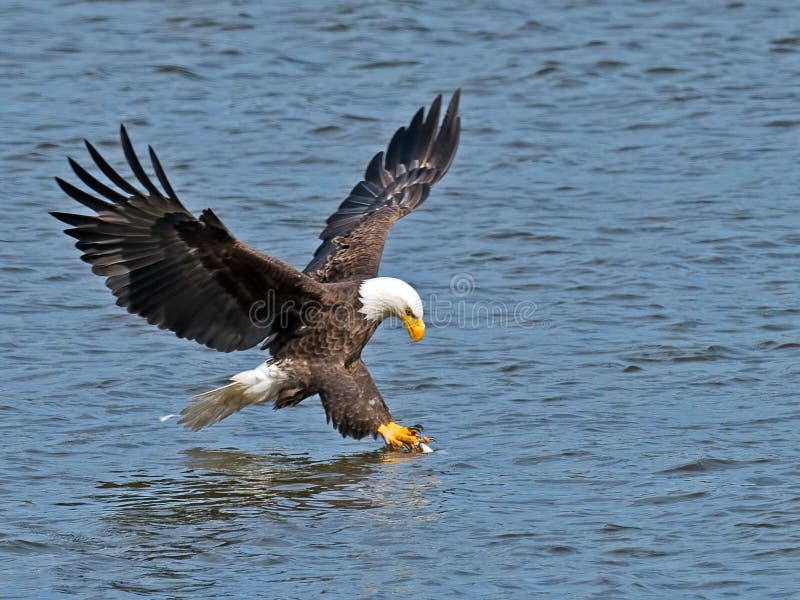 American Bald Eagle Grabbing Fish. American Bald Eagle Grabbing Fish