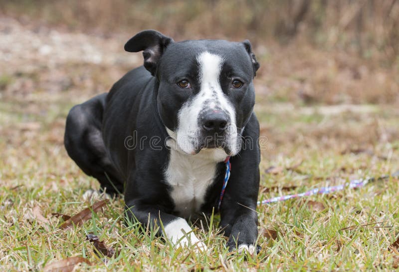 Amerikanischer Mischungsschwarzweiss-hund Bulldogge Pitbull Terrier stockbilder Amerikanischer Mischungsschwarzweiss-hund Bulldogge Pitbull Terrier stockbilder