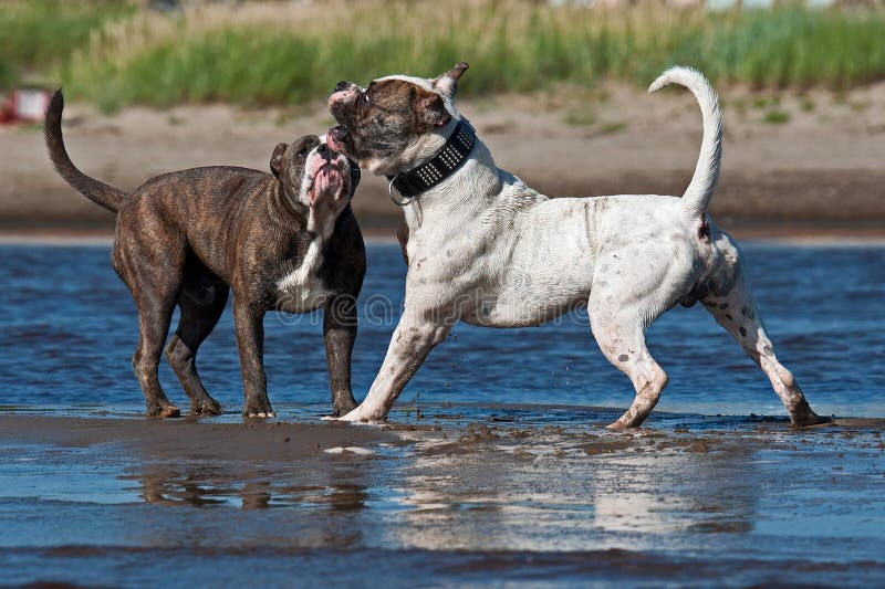 Amerikanisches Bulldoggenspiel, das mit alten Englisch k?mpft stockfoto Amerikanisches Bulldoggenspiel, das mit alten Englisch k?mpft stockfoto