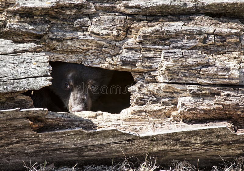 Young American black bear cub peeks out of a hole in a fallen, hollowed log. Springtime in Wisconsin. Young American black bear cub peeks out of a hole in a fallen, hollowed log. Springtime in Wisconsin.