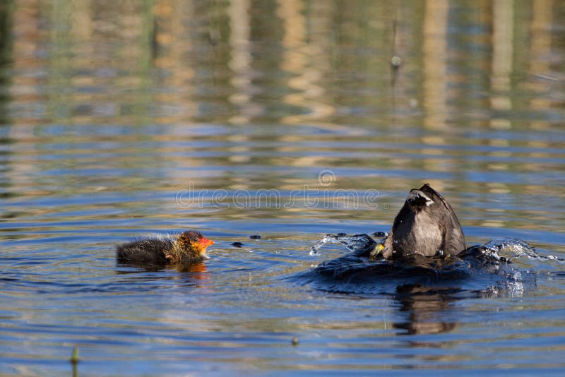 amerikansk americana cootfulica royaltyfri foto amerikansk americana cootfulica royaltyfri foto