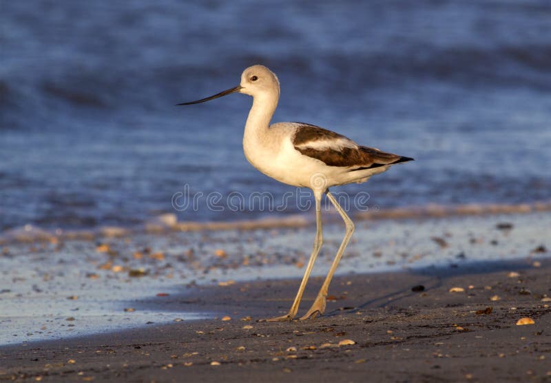 Amerikansk avocet (den americana recurvirostraen) på stranden på solnedgången royaltyfri foto Amerikansk avocet (den americana recurvirostraen) på stranden på solnedgången royaltyfri foto