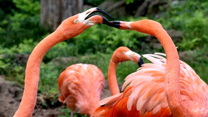 Amerikansk flamingo, apelsin/rosa fjäderdräkt, oklahoma cityzoo och botanisk trädgård arkivfoton Amerikansk flamingo, apelsin/rosa fjäderdräkt, oklahoma cityzoo och botanisk trädgård arkivfoton