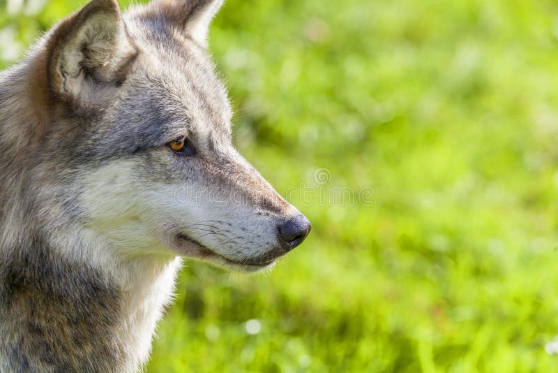 amerikansk grå norr wolf royaltyfria foton amerikansk grå norr wolf royaltyfria foton