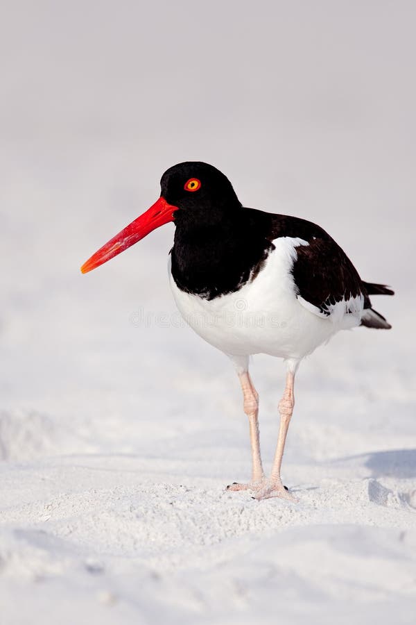 amerikansk oystercatcher royaltyfria foton amerikansk oystercatcher royaltyfria foton