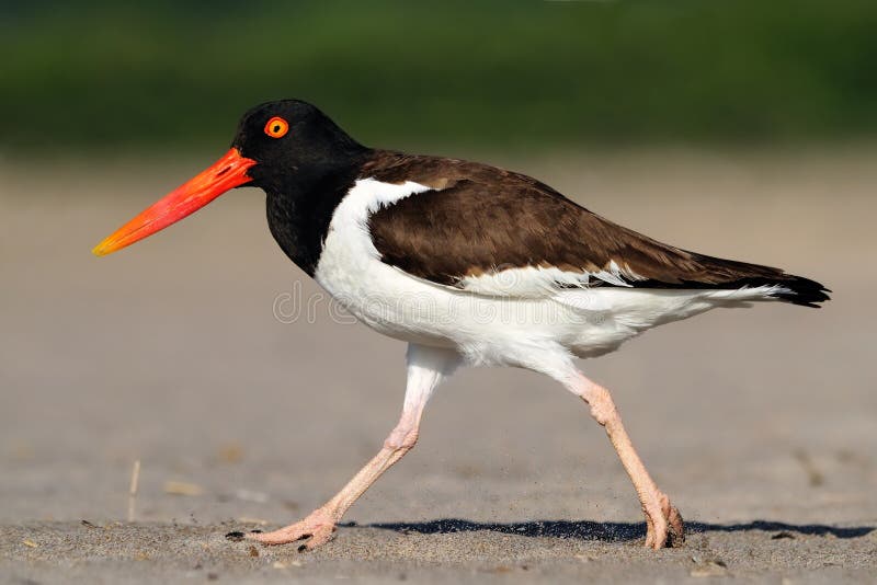 amerikansk oystercatcher arkivbild amerikansk oystercatcher arkivbild