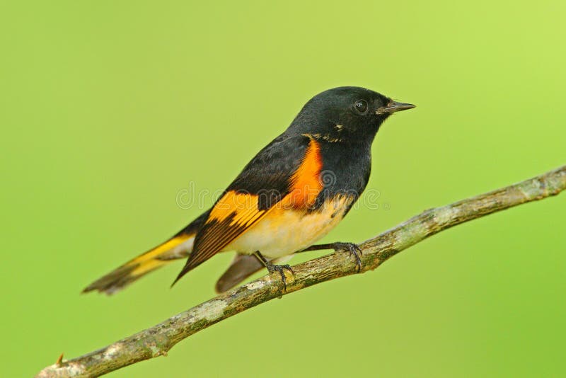 Amerikansk redstart, Setophagaruticilla, sångare för ny värld från Mexico Tanager i naturlivsmiljön Djurlivplats från vändkrets n royaltyfria bilder Amerikansk redstart, Setophagaruticilla, sångare för ny värld från Mexico Tanager i naturlivsmiljön Djurlivplats från vändkrets n royaltyfria bilder