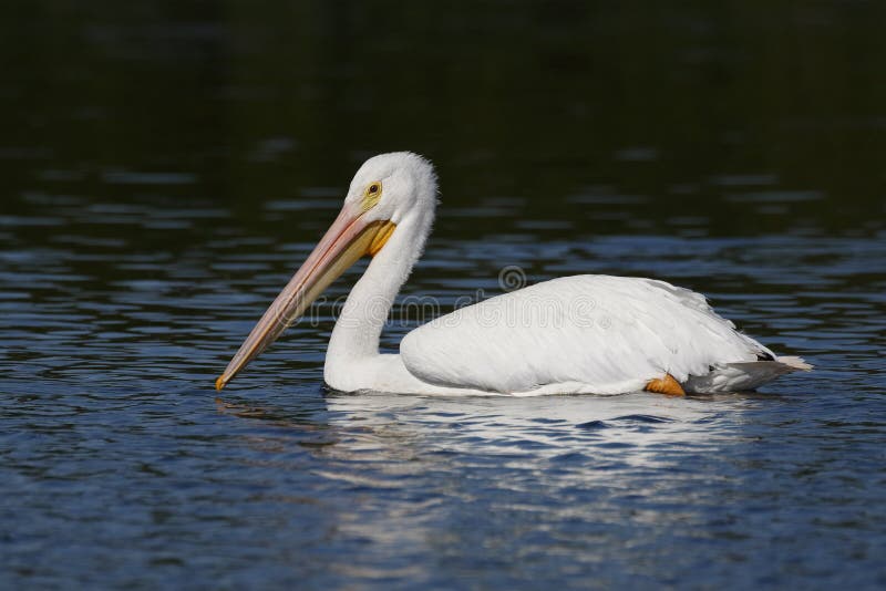 Amerikansk simning för vit pelikan i en Florida lagun royaltyfria bilder Amerikansk simning för vit pelikan i en Florida lagun royaltyfria bilder