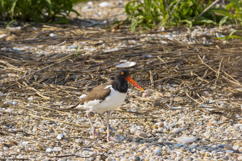 Amerikansk strandskata på skal och kiselstenar arkivfoto Amerikansk strandskata på skal och kiselstenar arkivfoto