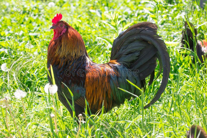 Amerikanska rooster utomhus på landsbygden arkivfoto Amerikanska rooster utomhus på landsbygden arkivfoto