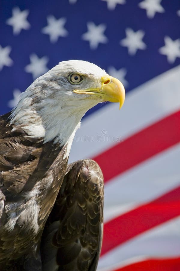 Amerikanska skalliga Eagle arkivfoto Amerikanska skalliga Eagle arkivfoto