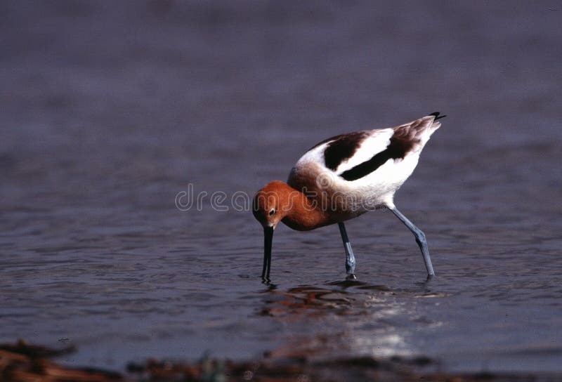 Amerykański Avocet w lęgowym upierzeniu furażuje na krawędzi wyboju zdjęcia stock Amerykański Avocet w lęgowym upierzeniu furażuje na krawędzi wyboju zdjęcia stock