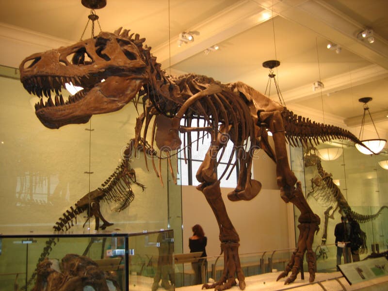 Amerykański muzeum historia naturalna, dinosaur, tyrannosaurus, atrakcja turystyczna, wygaśnięcie zdjęcia royalty free Amerykański muzeum historia naturalna, dinosaur, tyrannosaurus, atrakcja turystyczna, wygaśnięcie zdjęcia royalty free