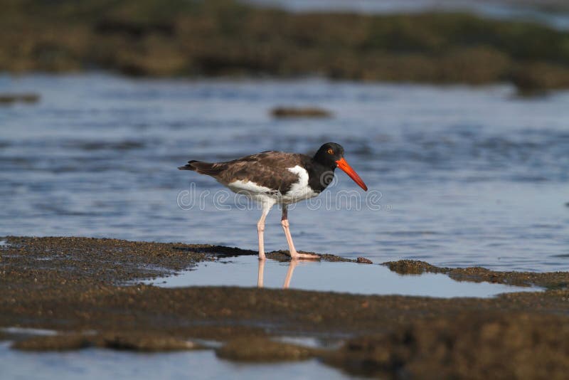amerykański oystercatcher obrazy royalty free amerykański oystercatcher obrazy royalty free