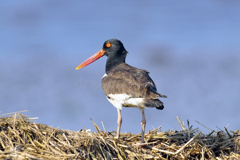 amerykański oystercatcher obrazy royalty free amerykański oystercatcher obrazy royalty free