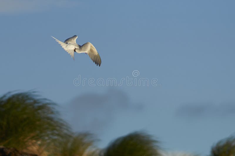 amerykański południowy tern fotografia royalty free amerykański południowy tern fotografia royalty free