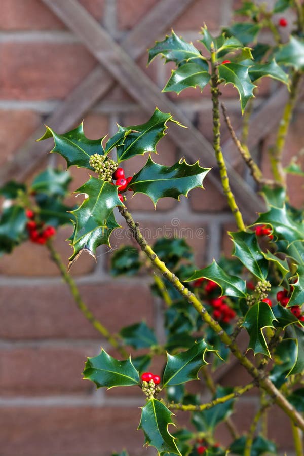 Amerykańskich holly ostrokrzewu opaca jagod anglików gałąź uświęconych czerwonych liści symbolu nowego roku Bożenarodzeniowego kr obraz stock Amerykańskich holly ostrokrzewu opaca jagod anglików gałąź uświęconych czerwonych liści symbolu nowego roku Bożenarodzeniowego kr obraz stock
