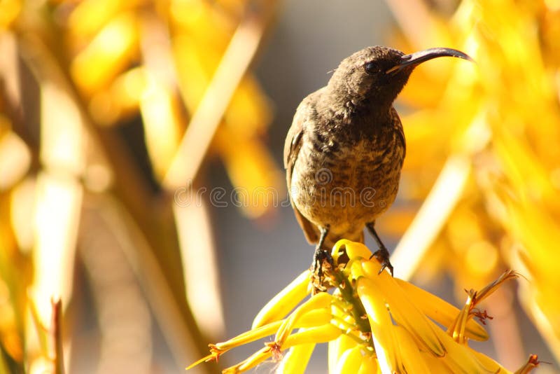 Amethyst sun bird.