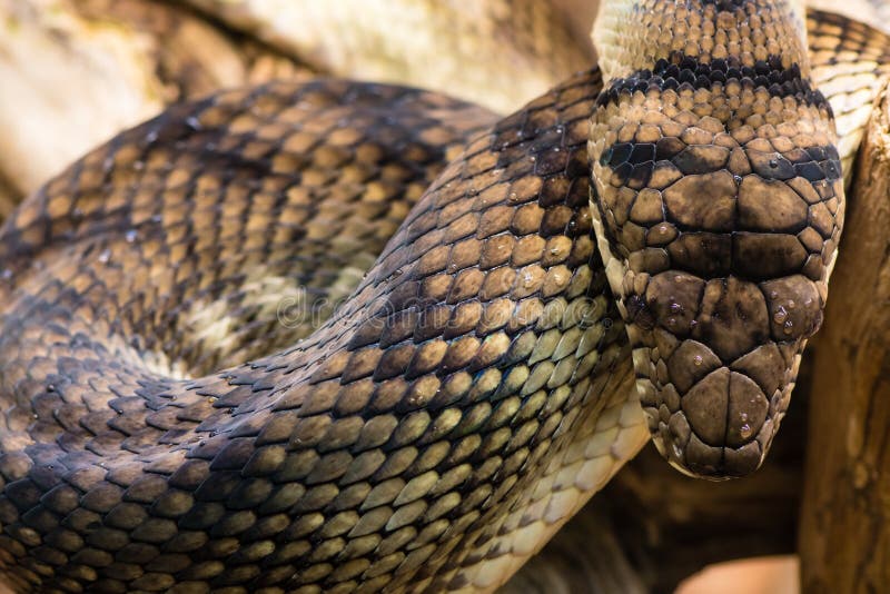 Amethystine python & x28;Morelia amethistina& x29; looking down on head