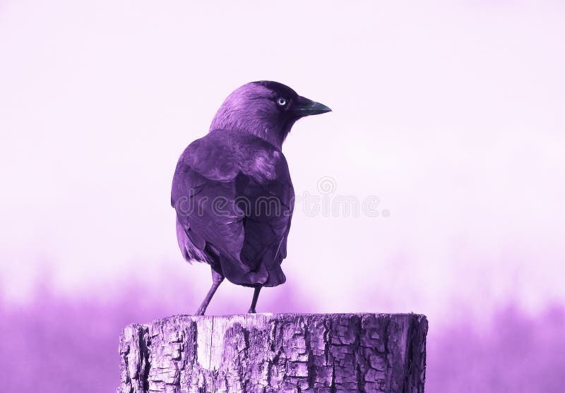 A lone crow / jackdaw standing on a tree stump finished in hues of purple except his pale yellow eye. A lone crow / jackdaw standing on a tree stump finished in hues of purple except his pale yellow eye