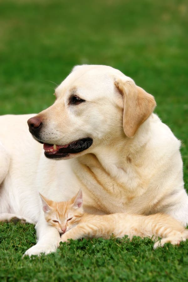 Labrador retriever and a small kitten happy together. Labrador retriever and a small kitten happy together